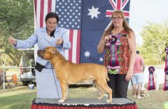 Amstaff OpenShow_11.jpg